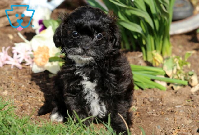 Paisley shihpoo image