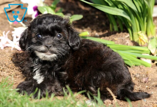Paisley shihpoo2 image