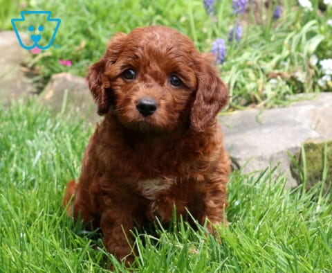 Adorable red Cavapoo puppy with soft curls sitting in fresh green grass near garden stones and spring flowers