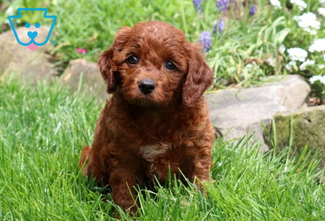 Panda Cavapoo image