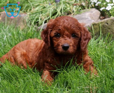 Panda Cavapoo2