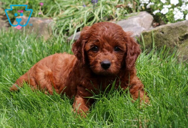 Panda Cavapoo2 image
