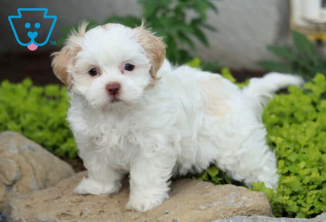 Pansy Mal-Shi2 image