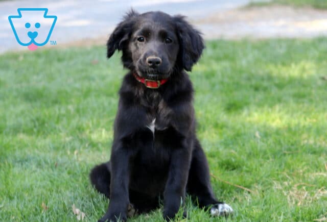 Pansy Poodle Mix image