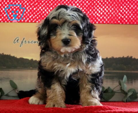 Parker Mini Bernedoodle