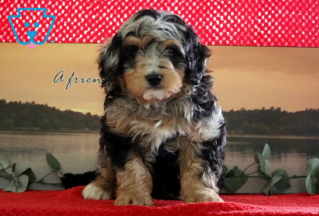 Parker Mini Bernedoodle image