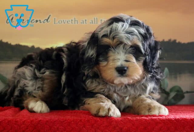 Parker Mini Bernedoodle2 image