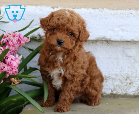 Parker Toy Poodle