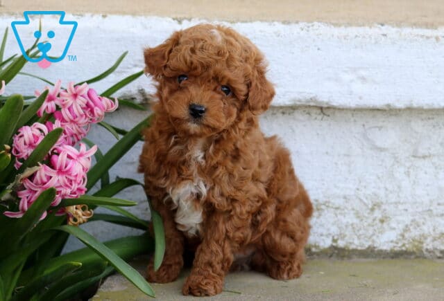 Parker Toy Poodle image