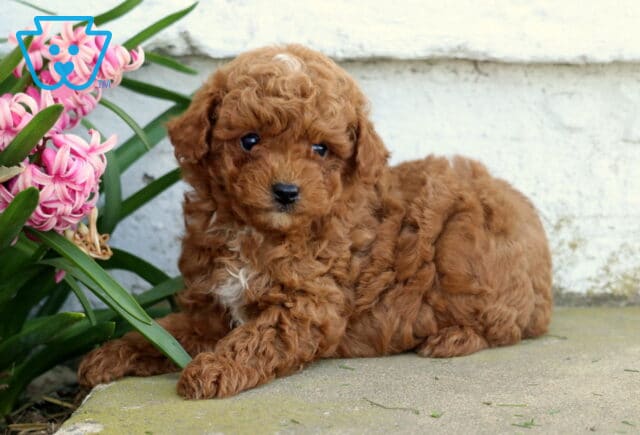 Parker Toy Poodle2 image