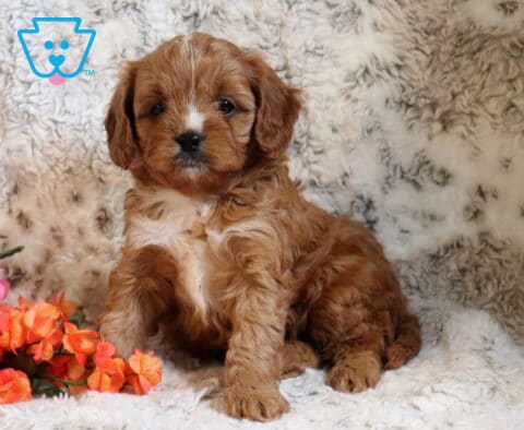 Paws Cavapoo