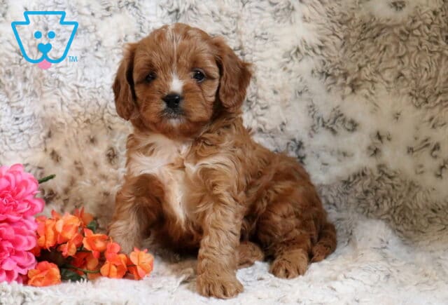 Paws Cavapoo image