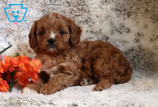 Paws Cavapoo2 image