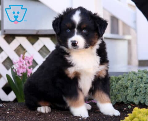 Pax Mini Aust Shepherd