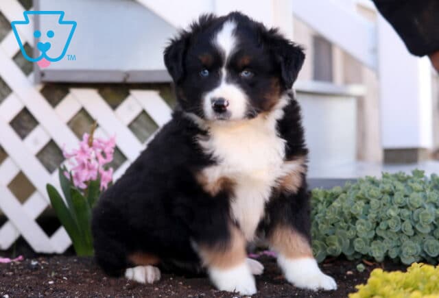 Pax Mini Aust Shepherd image