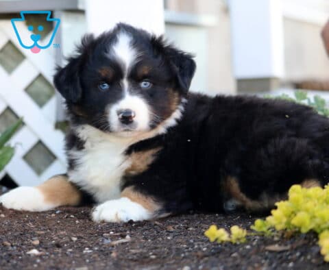 Mini Australian Shepherd puppy laying in garden with black, white, and tan coat, fluffy fur and blue eyes