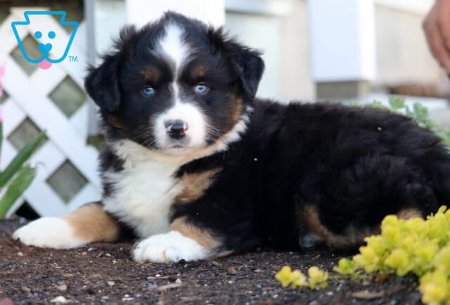 Pax Mini Aust Shepherd2 image