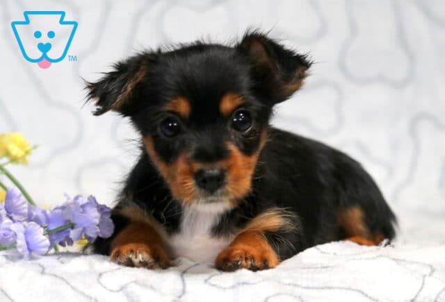 Payton Yorkie2 image