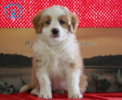 Peach Mini Bernedoodle