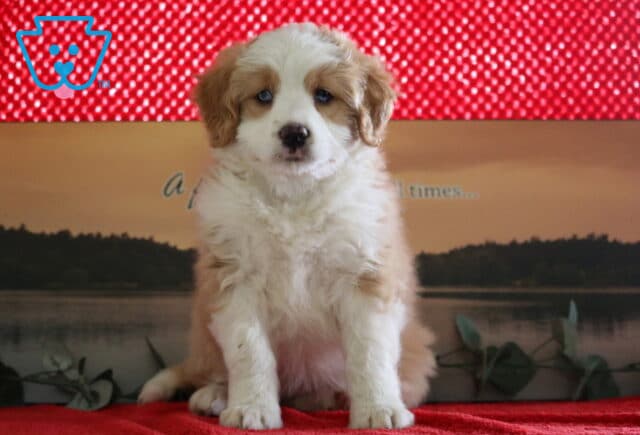 Peach Mini Bernedoodle image