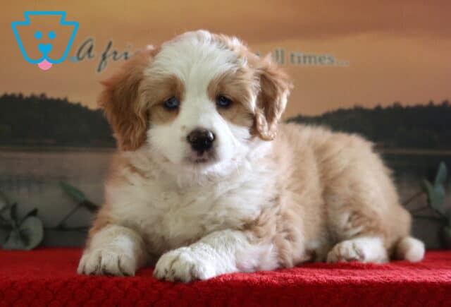 Peach Mini Bernedoodle2 image