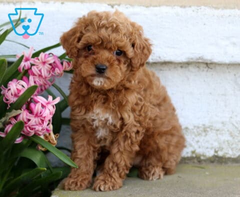 Peach Toy Poodle