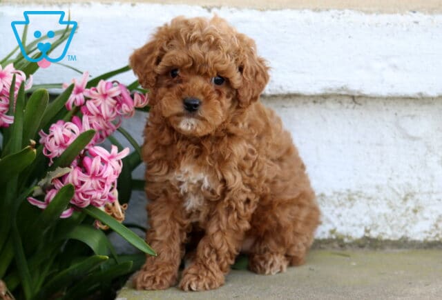 Peach Toy Poodle image
