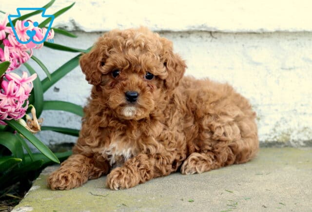 Peach Toy Poodle2 image