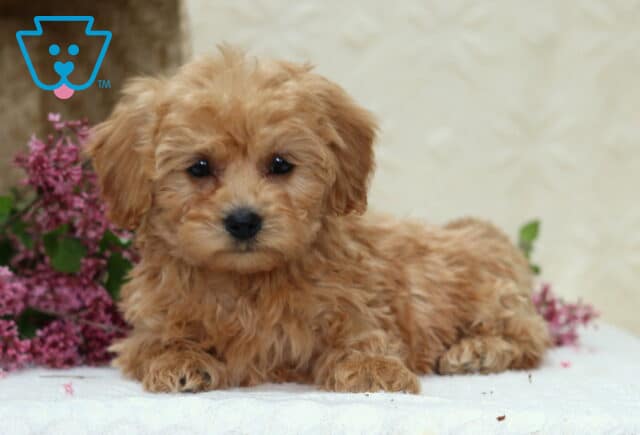 Peanut Havapoo image