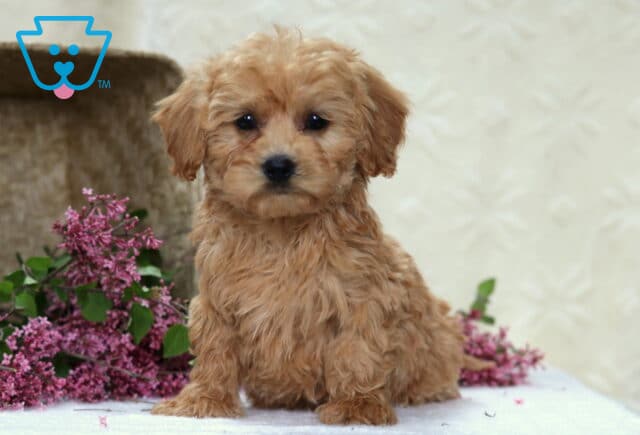 Peanut Havapoo2 image