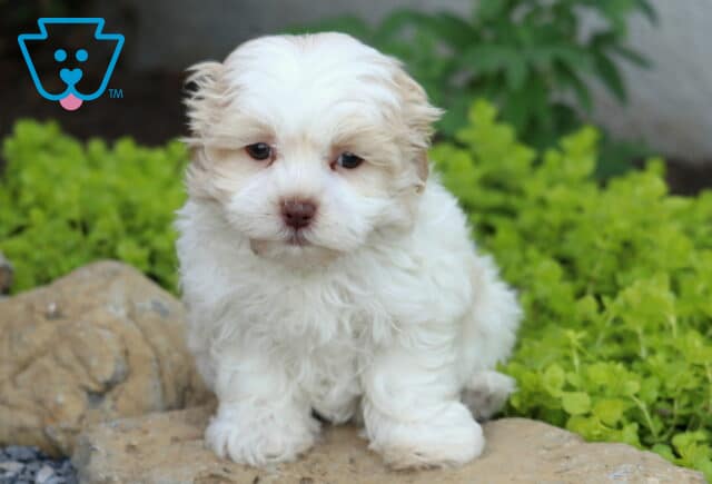 Peanut Mal-Shi image