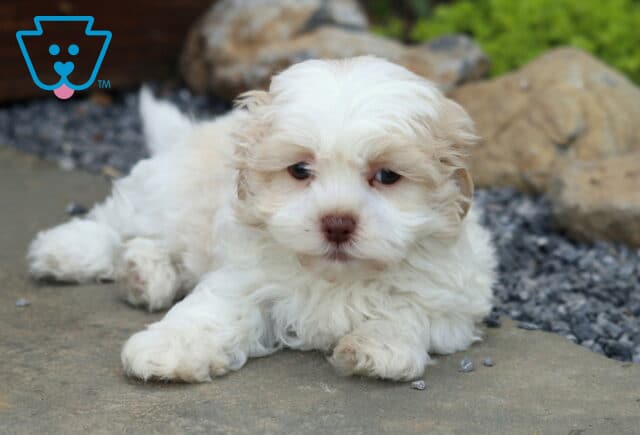 Peanut Mal-Shi2 image