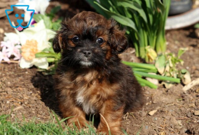 Peanut Shihpoo image