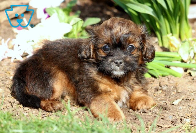 Peanut Shihpoo.2 image