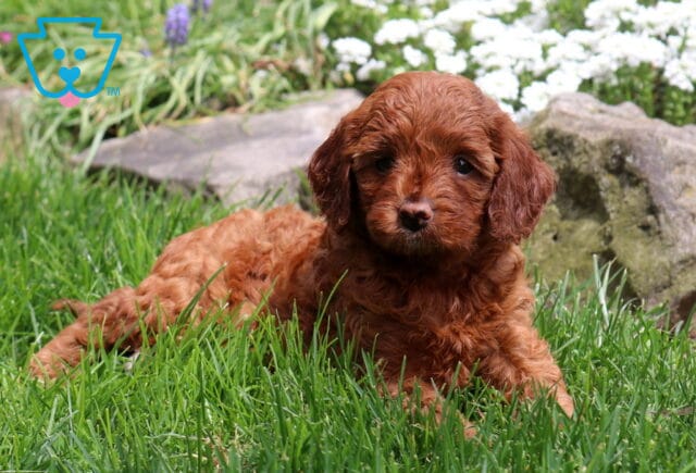 Penelope Cavapoo image
