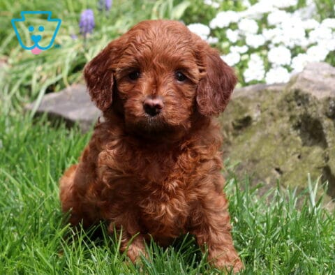 Penelope Cavapoo2