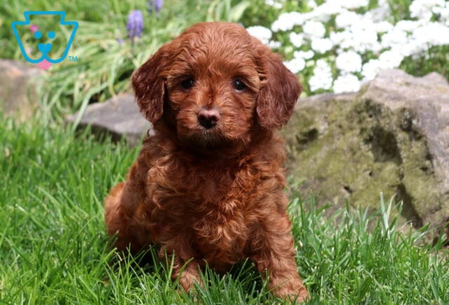 Penelope Cavapoo2 image