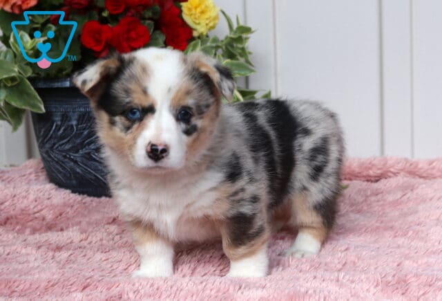 Blue merle Welsh Corgi puppy standing on a soft pink blanket indoors, with a black flower pot of red and yellow blooms behind, showing a fluffy coat and bright, curious expression image