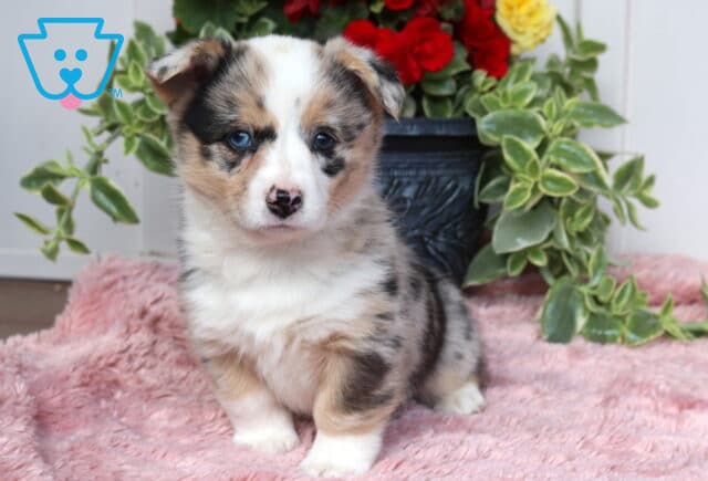 Fluffy blue merle Welsh Corgi puppy sitting on a plush pink blanket, with a decorative black pot of red and yellow flowers behind, gazing forward with a sweet, attentive expression image
