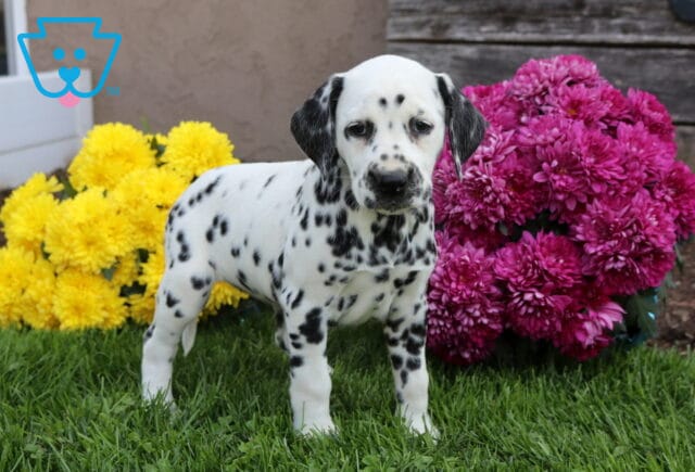 Pepper Dalmatian image