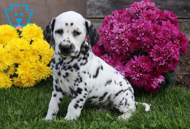 Pepper Dalmatian2 image