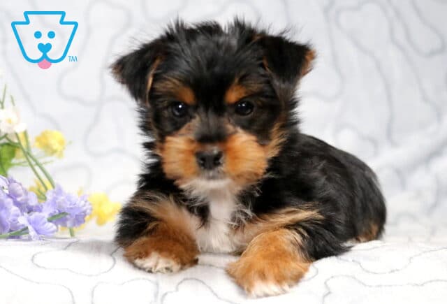 Pepper Yorkie2 image