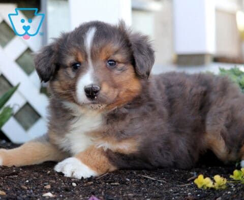Perry Mini Aust Shepherd