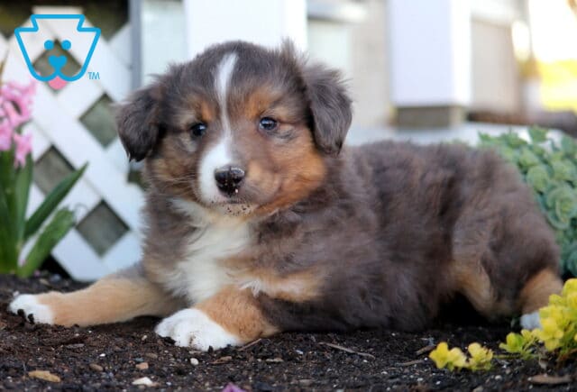 Perry Mini Aust Shepherd image