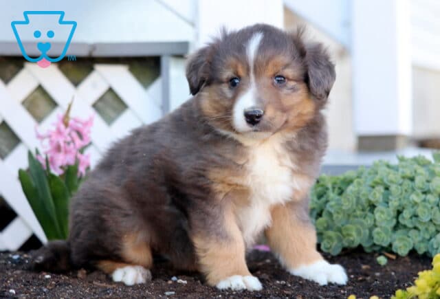 Perry Mini Aust Shepherd2 image