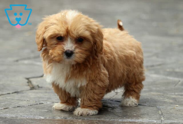 Petey Havapoo2 image