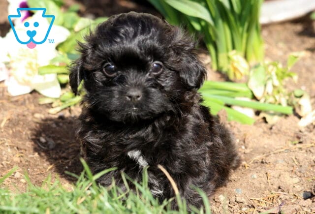 Petey Shihpoo image
