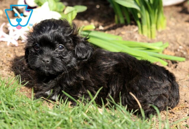 Petey Shihpoo2 image