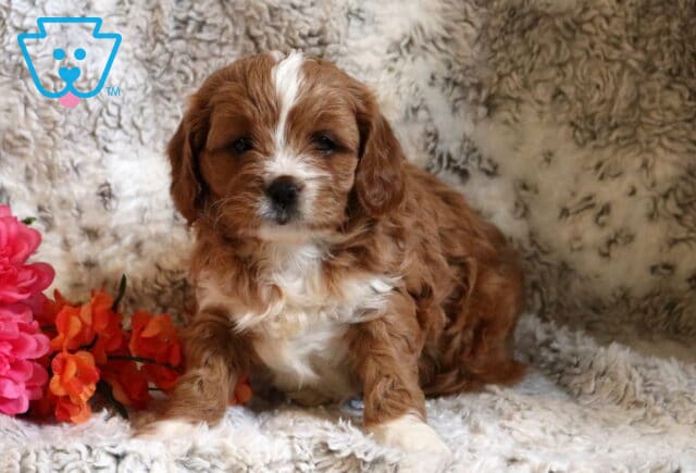 Piper Cavapoo image