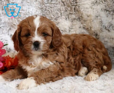 Piper Cavapoo2